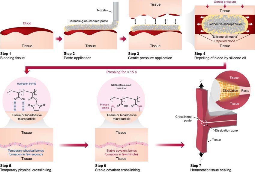 Bonding Process of the barnacle-inspired medical glue on human tissue